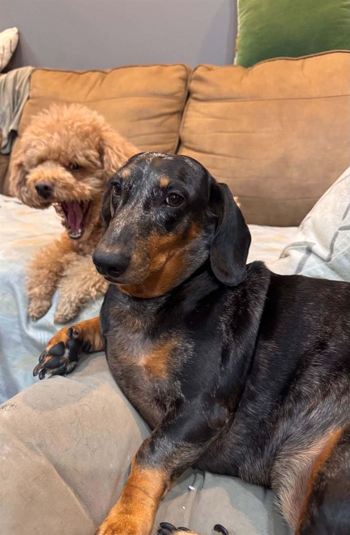 Two dogs on a sofa: a black-and-tan dachshund lying in front, looking at the camera, and a fluffy apricot poodle behind, caught mid-yawn.